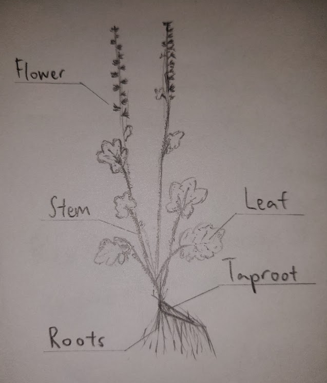 Tellima grandiflora labelled diagram