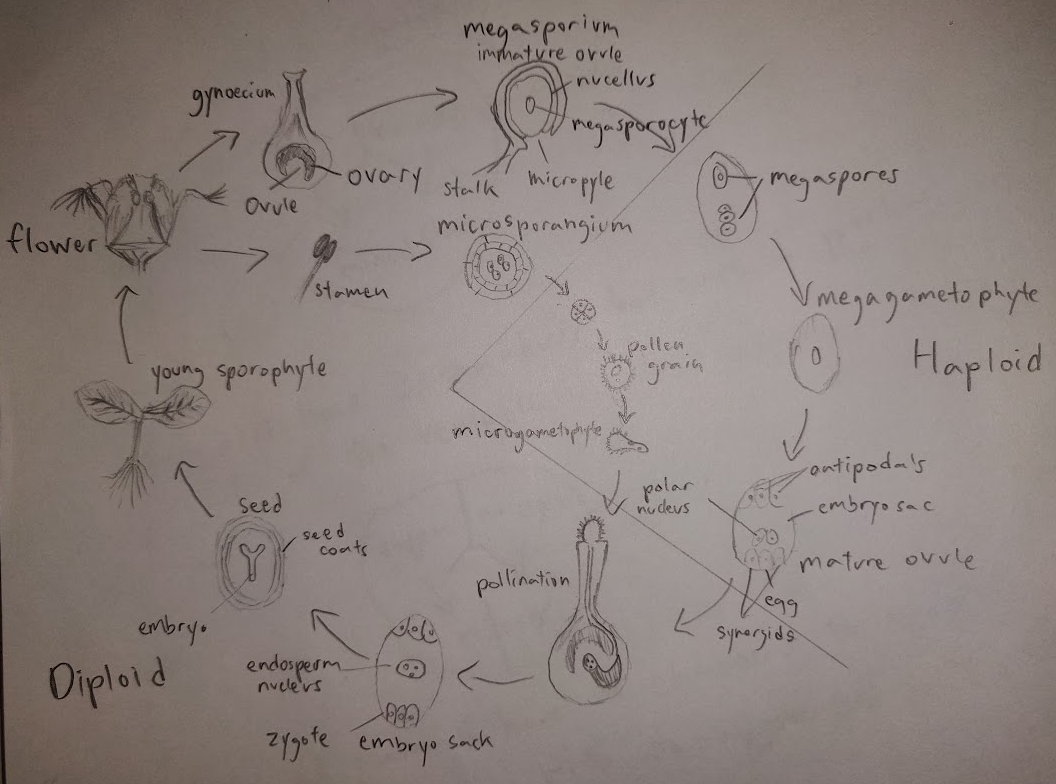 Tellima grandiflora reproductive cycle